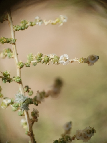 Caroxylon imbricatum, photograph 3