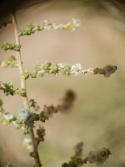 (c) Mehdi Chetibi, some rights reserved (CC BY) Caroxylon imbricatum, photograph (c) Mehdi Chetibi, some rights reserved (CC BY)