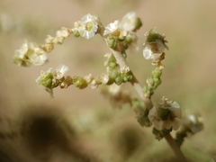 (c) Mehdi Chetibi, some rights reserved (CC BY) Caroxylon imbricatum, photograph (c) Mehdi Chetibi, some rights reserved (CC BY)