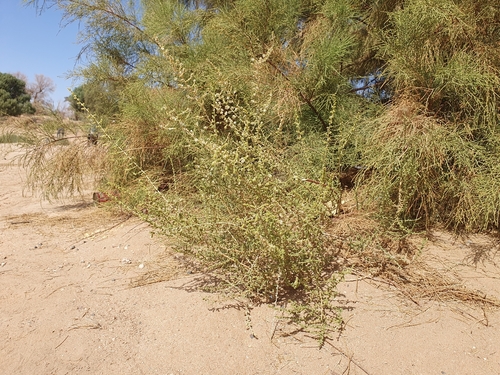 Caroxylon imbricatum, photograph 6