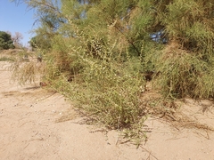 Caroxylon imbricatum, photograph (c) Mehdi Chetibi, some rights reserved (CC BY)