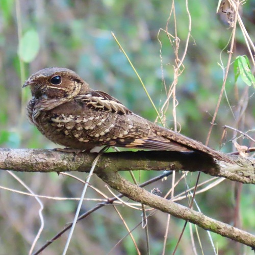 Common Pauraque (Nyctidromus albicollis)