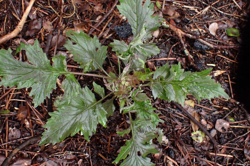Erechtites valerianifolius observed 2026-02-15