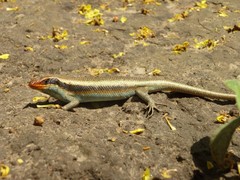 Trachylepis wahlbergii