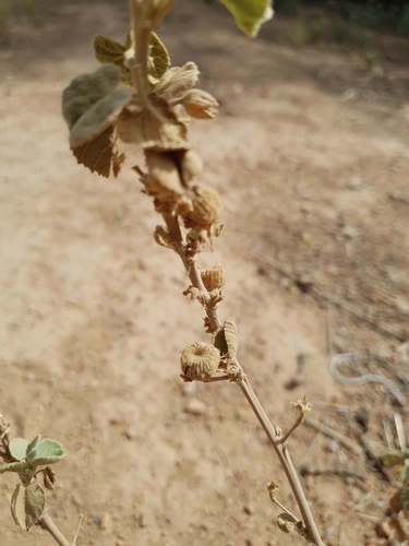 Ragged mallow (Abutilon pannosum)