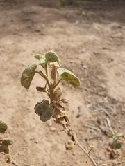 (c) Mehdi Chetibi, some rights reserved (CC BY) Abutilon pannosum, photograph (c) Mehdi Chetibi, some rights reserved (CC BY)