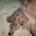 Southern Banded Guitarfish - Photo (c) Andrew McKinlay, some rights reserved (CC BY-NC), uploaded by Andrew McKinlay