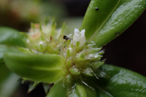 Spermacoce prostrata observed 2026-02-15