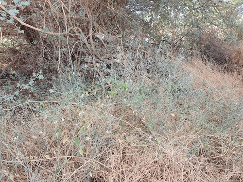 Leptadenia lanceolata, photograph 4