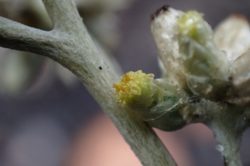 Pseudognaphalium attenuatum, 2026-02-15