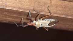 Zelus ruficeps