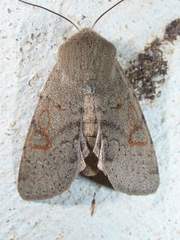 Orthosia annulimacula