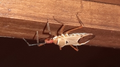 Zelus ruficeps