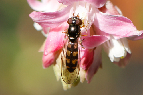 Unknown species found near Lincoln City Yard, OR, USA