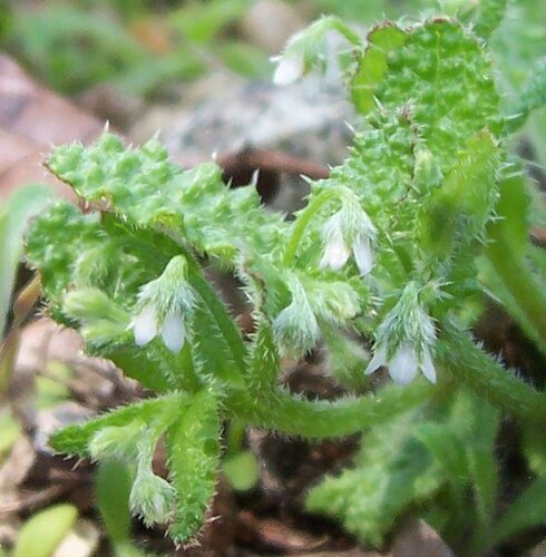 Borago morisiana