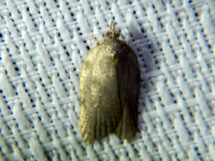 Acleris effractana