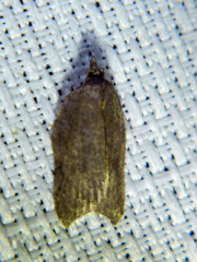 Acleris effractana