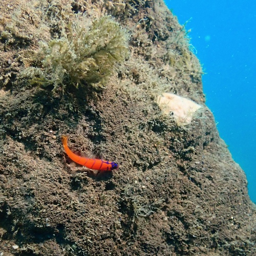 Bluebanded goby (Lythrypnus dalli) — Gobiidae — 5