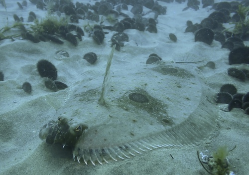Waaierstaart-bot (Xystreurys liolepis) — Paralichthyidae — 5