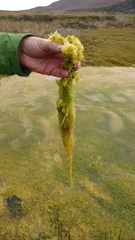 Sphagnum falcatulum
