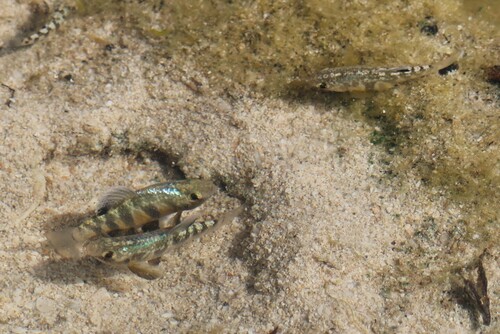 Yucatan pupfish (Cyprinodon artifrons) — Cyprinodontidae — 3