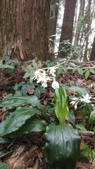 Calanthe arisanensis