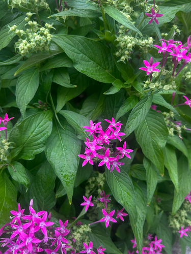 Pentas lanceolata observed 2026-02-08