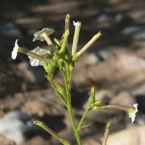 Coyote Tobacco (Nicotiana attenuata)