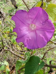 Ipomoea pedicellaris