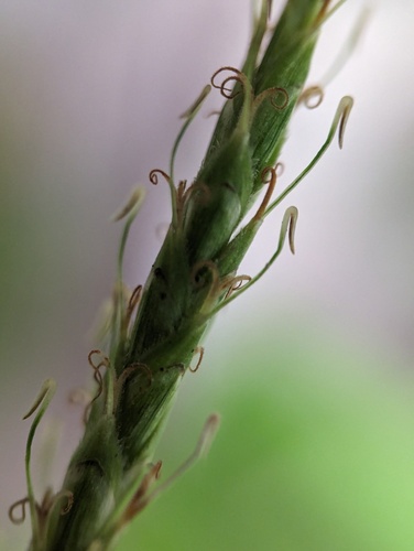 Birdcatching sedge (Carex hamata)