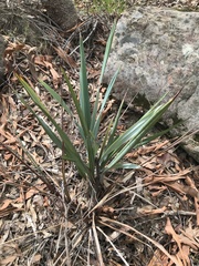 Dianella prunina