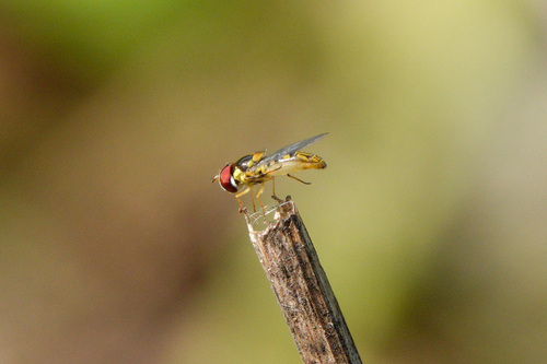 Unknown species found near Pinellas County, FL, USA