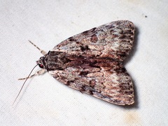 Catocala andromedae