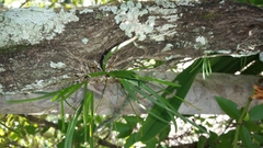 Angraecum potamophilum image