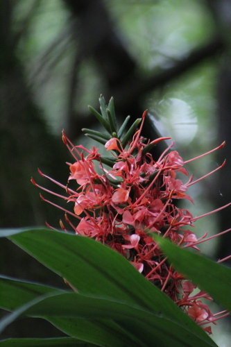 Hedychium coccineum, photograph 4