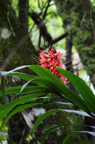 Hedychium coccineum, photograph 3