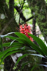 Hedychium coccineum, photograph (c) Paulo C. O. Cunha, some rights reserved (CC BY)