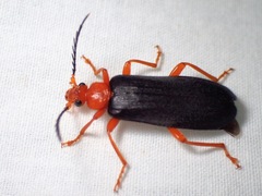 Neopyrochroa flabellata