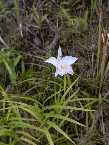 Arundina graminifolia