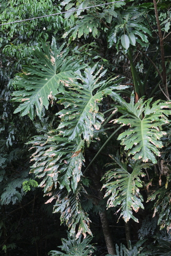 Philodendron bipinnatifidum