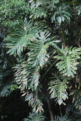 Philodendron bipinnatifidum