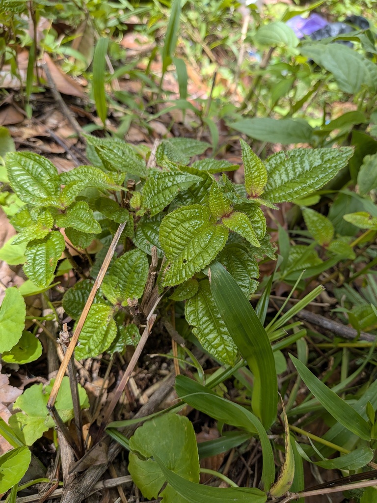 Miconia crenata (Miconia crenata)
