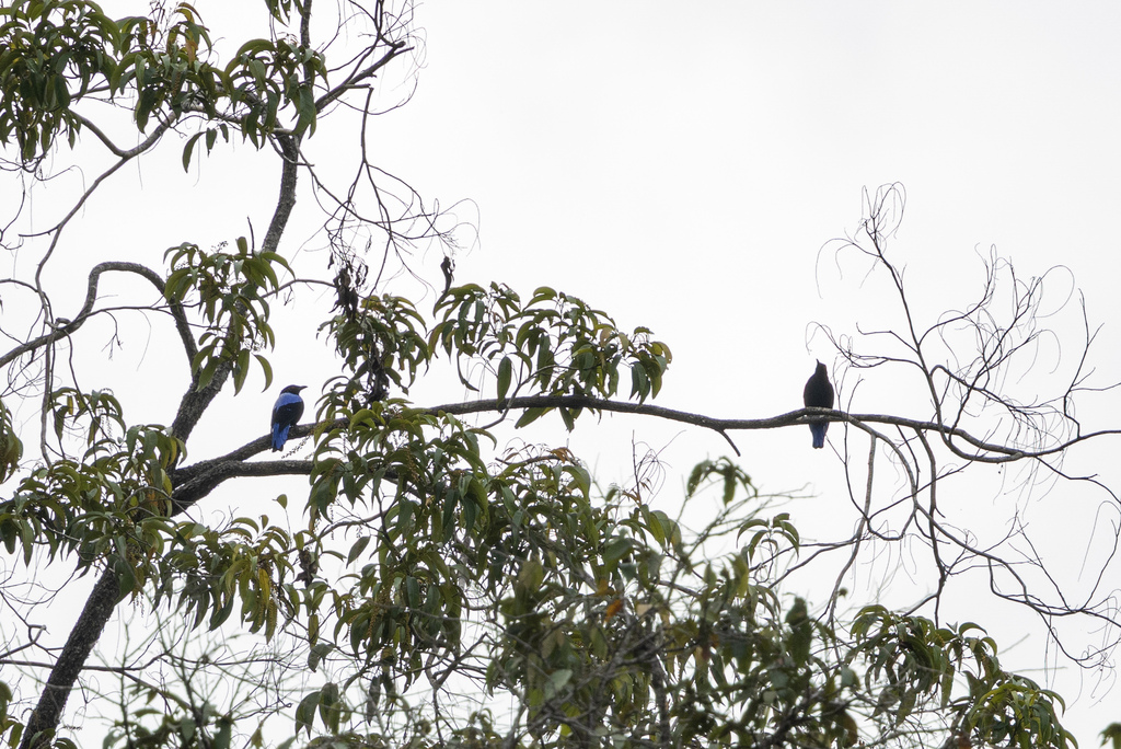 Asian Fairy-bluebird (Irena puella)