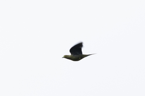 Sumatran Green Pigeon (Treron oxyurus)