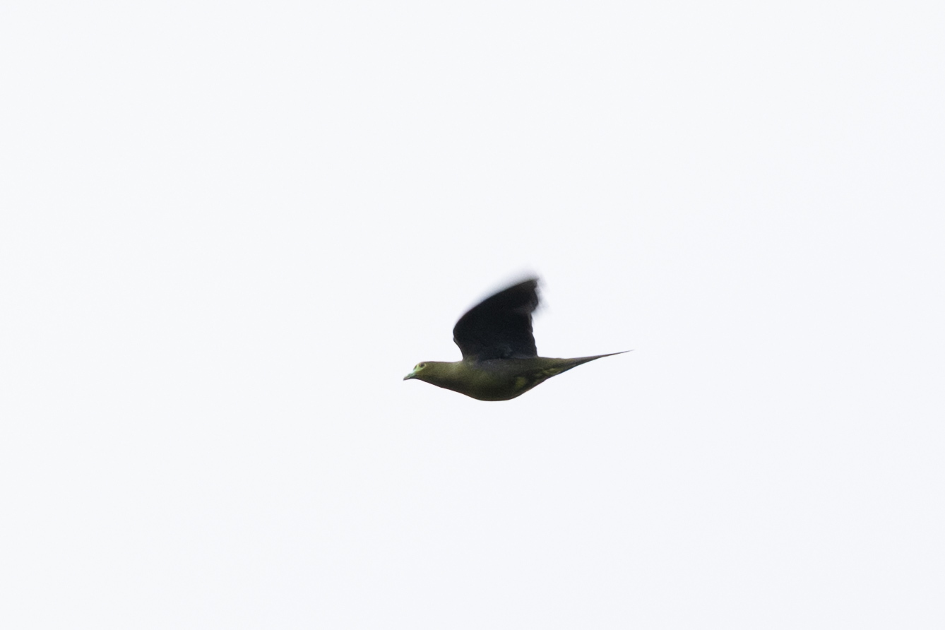 Sumatran Green Pigeon (Treron oxyurus), photo 1