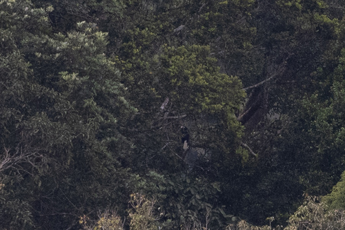 Wreathed Hornbill (Rhyticeros undulatus), photo 2