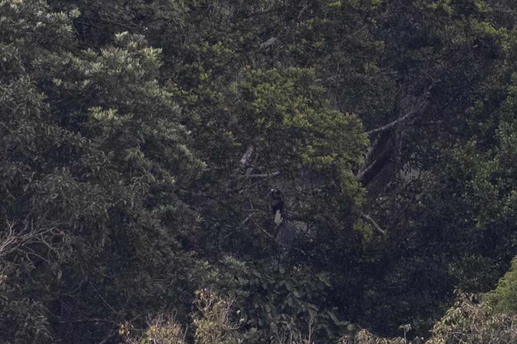 Wreathed Hornbill (Rhyticeros undulatus), photo 2