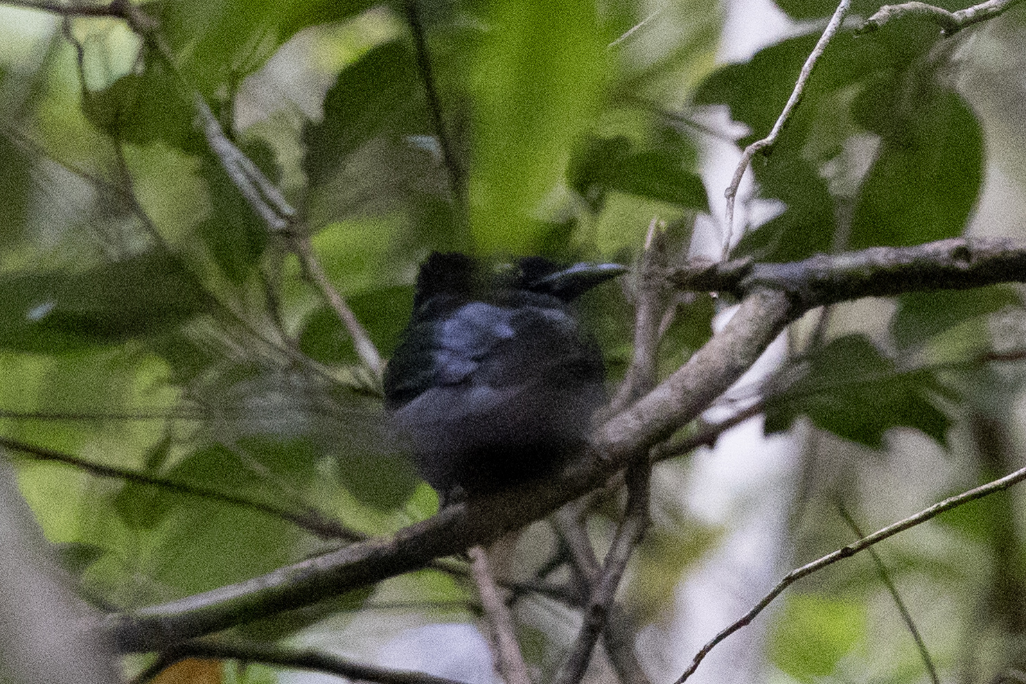 Sumatran Drongo (Dicrurus sumatranus), photo 1