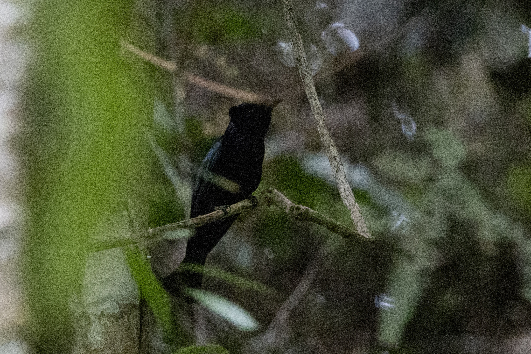 Sumatran Drongo (Dicrurus sumatranus), photo 2
