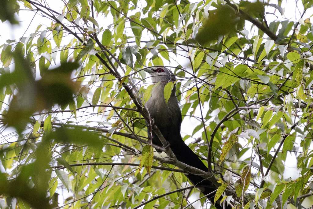 Rhopodytes tristis (Rhopodytes tristis)